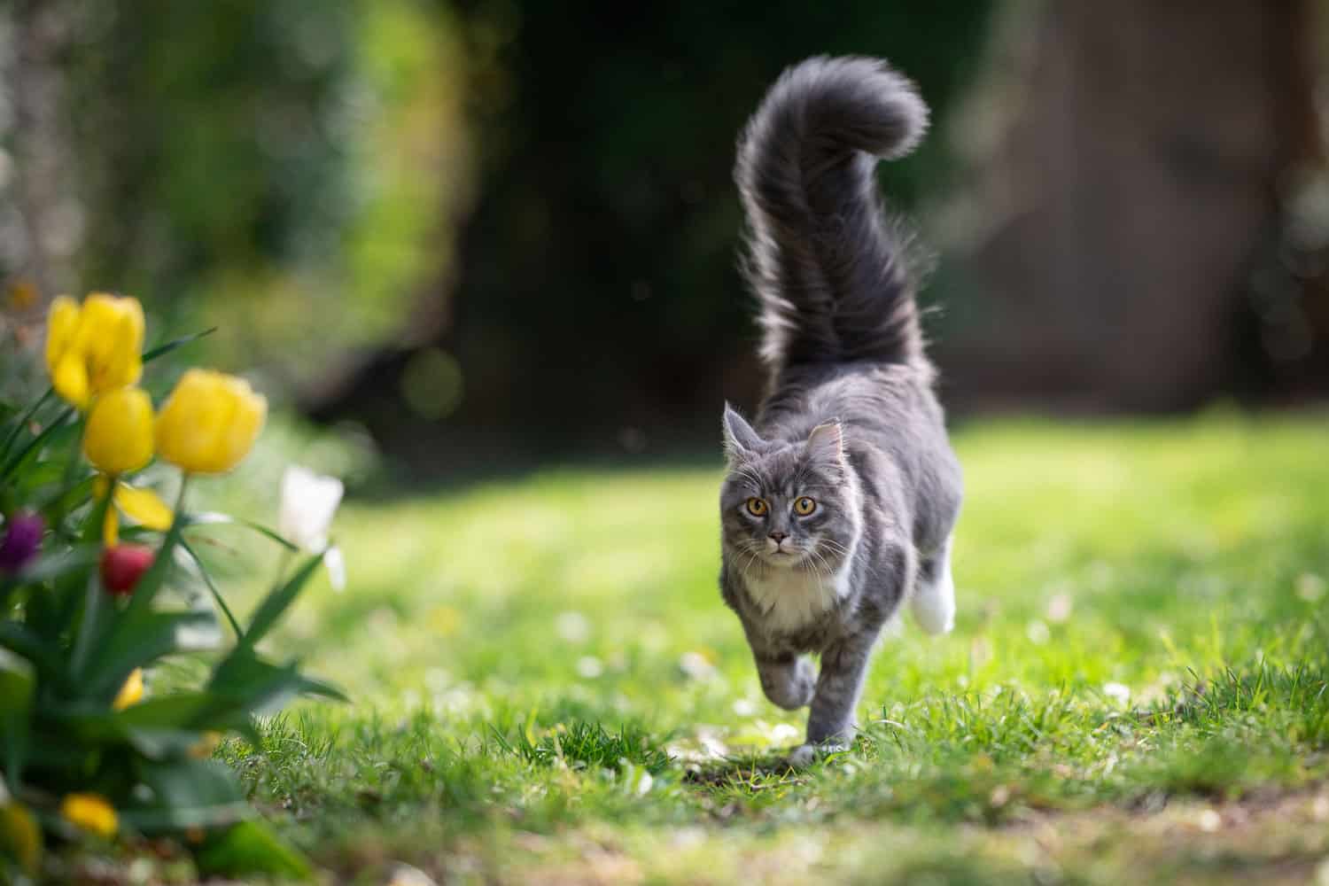 Maine coon cat running with his tail up