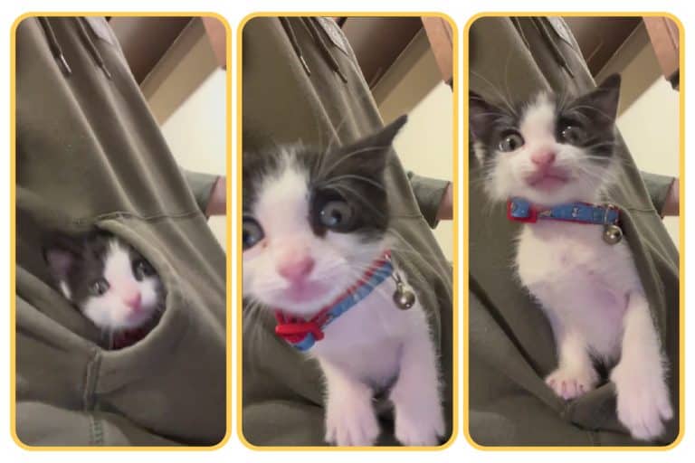 Peek-a-Boo Fun with Dorito: The TikTok Cat Sensation
