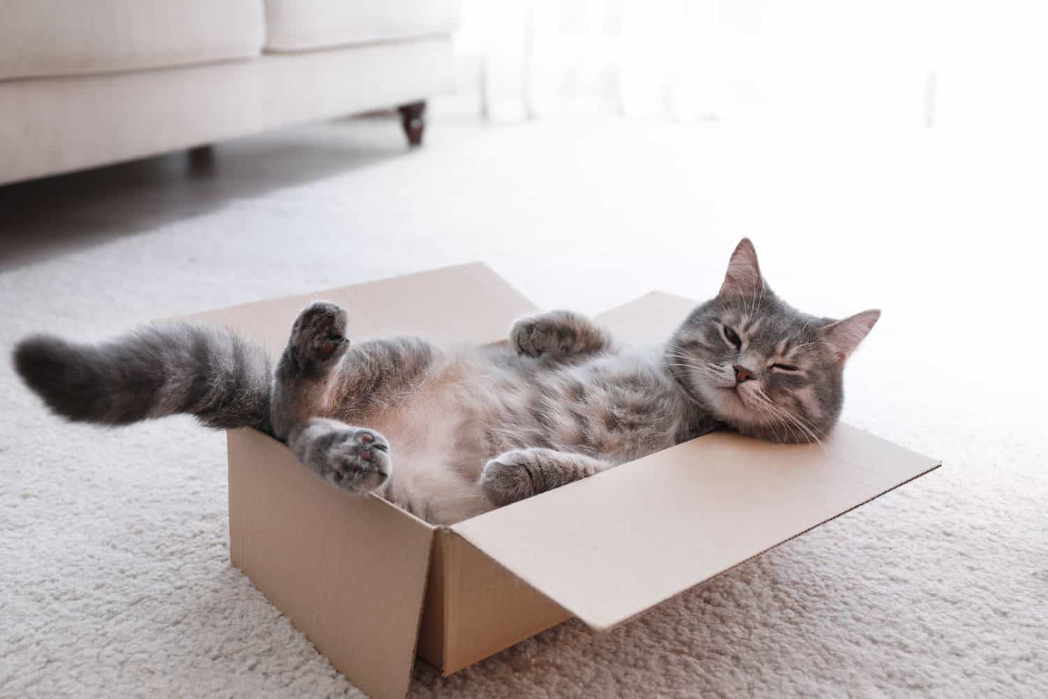 Prime cat lying down inside a cardboard box