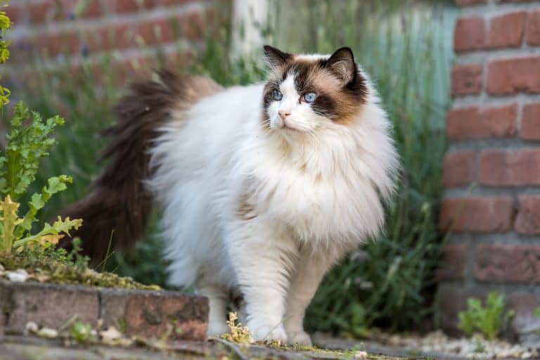 A gorgeous fluffy ragdoll cat, How Long Does A Cat Live?