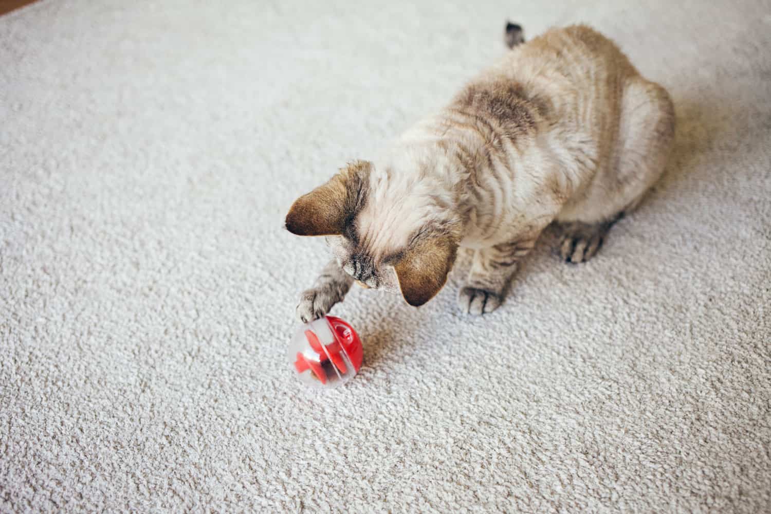 Ragdoll cat playing with red ball