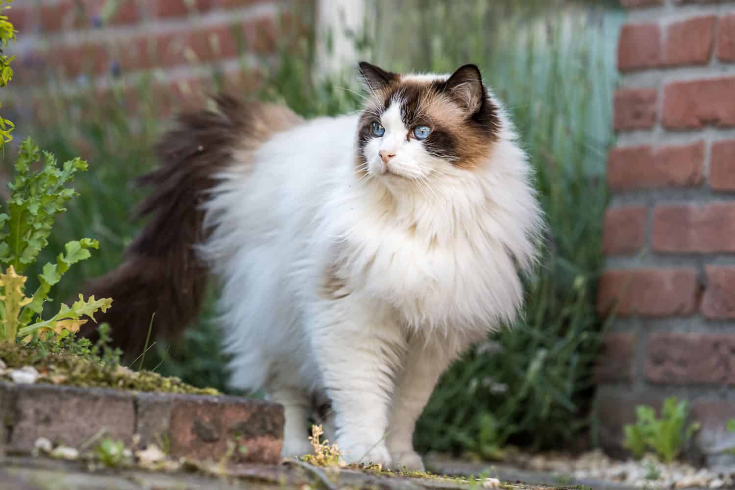 A gorgeous fluffy ragdoll cat
