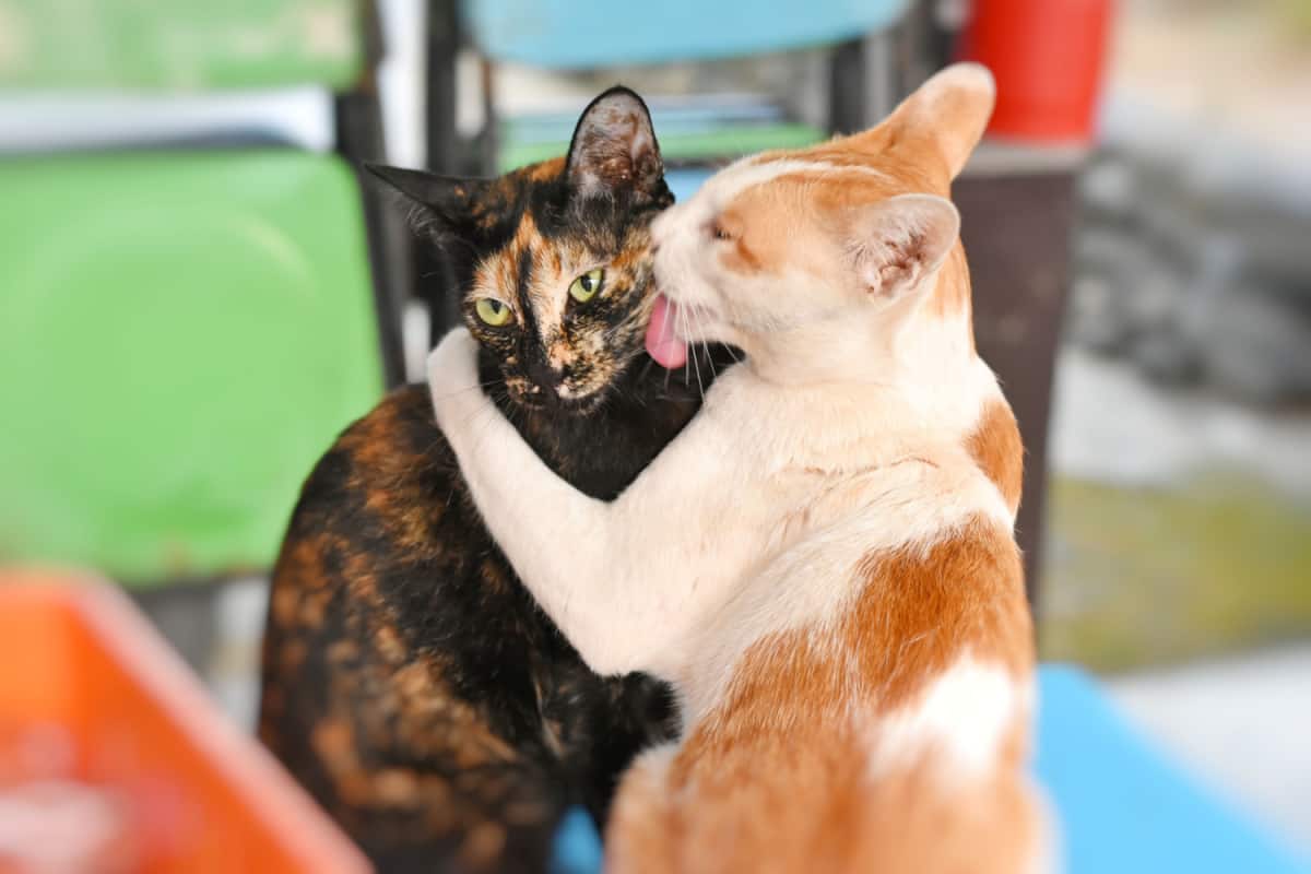 purrfect friendship which grooming each other
