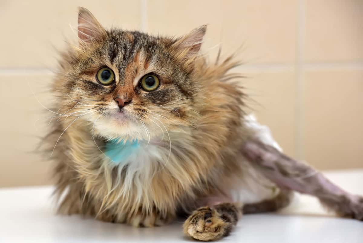 cat suffers paralysis of one limb in diapers