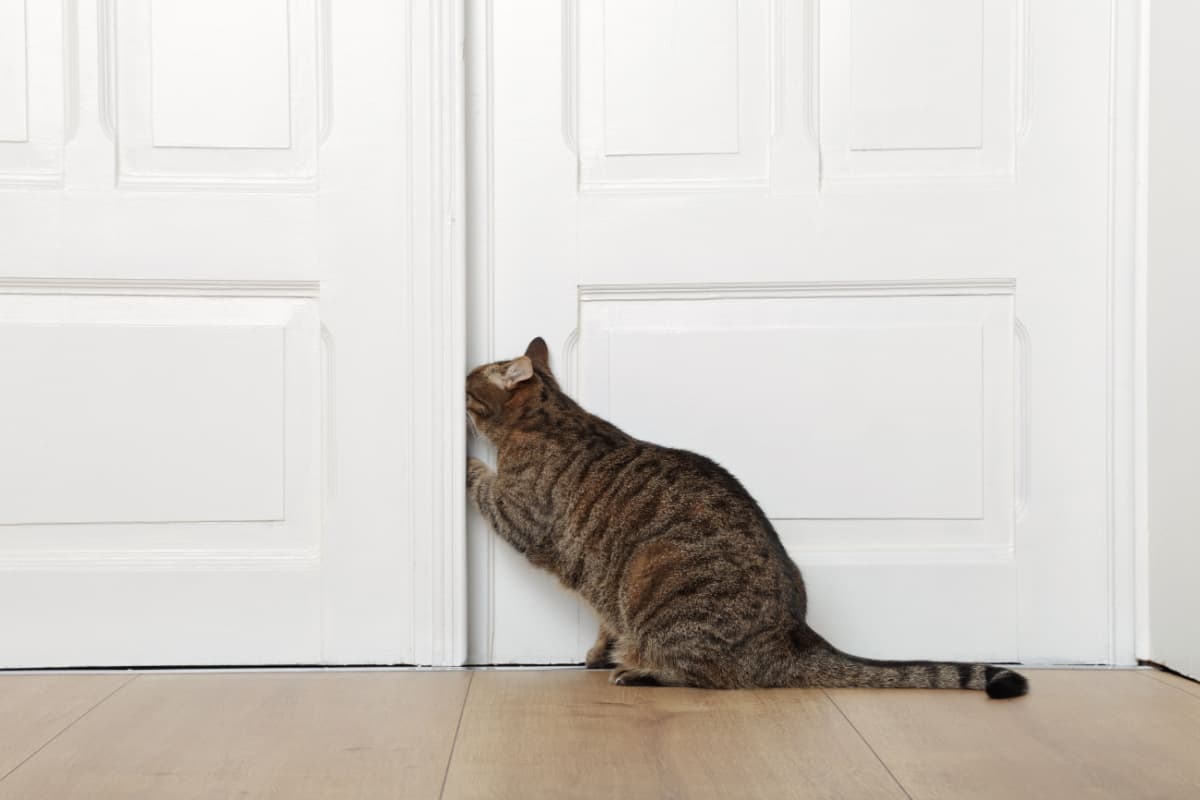 big tabby cat opening a door
