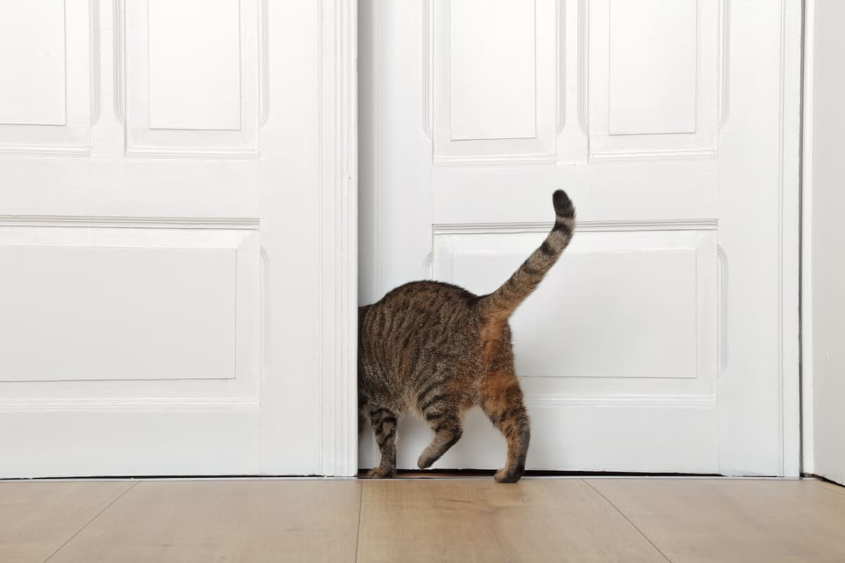 cat's triumph on opening the door