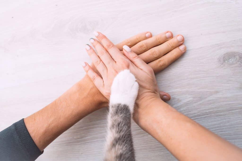 Unexpected bonds of cat and couple's hands