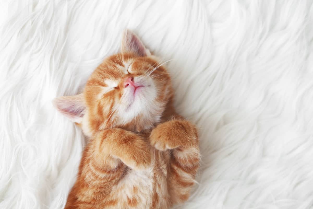 kitten laying comfortably on the bed.