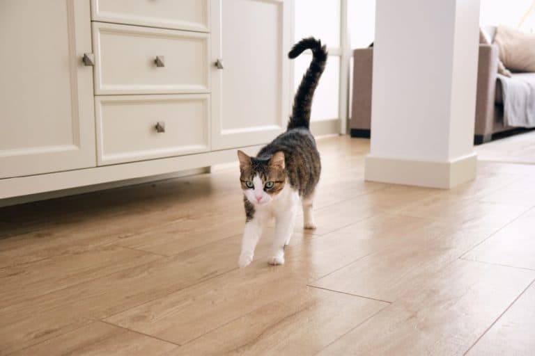 Cat walking with a tail held straight up with a slight curve at the top
