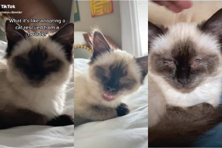 Sick Ragdoll Cat Saved From A Hoarder: Chutney's Inspiring Recovery