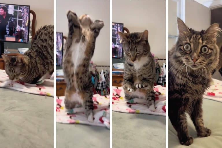 Special Needs Cats Winning Hearts on TikTok: The Perfect Stretch