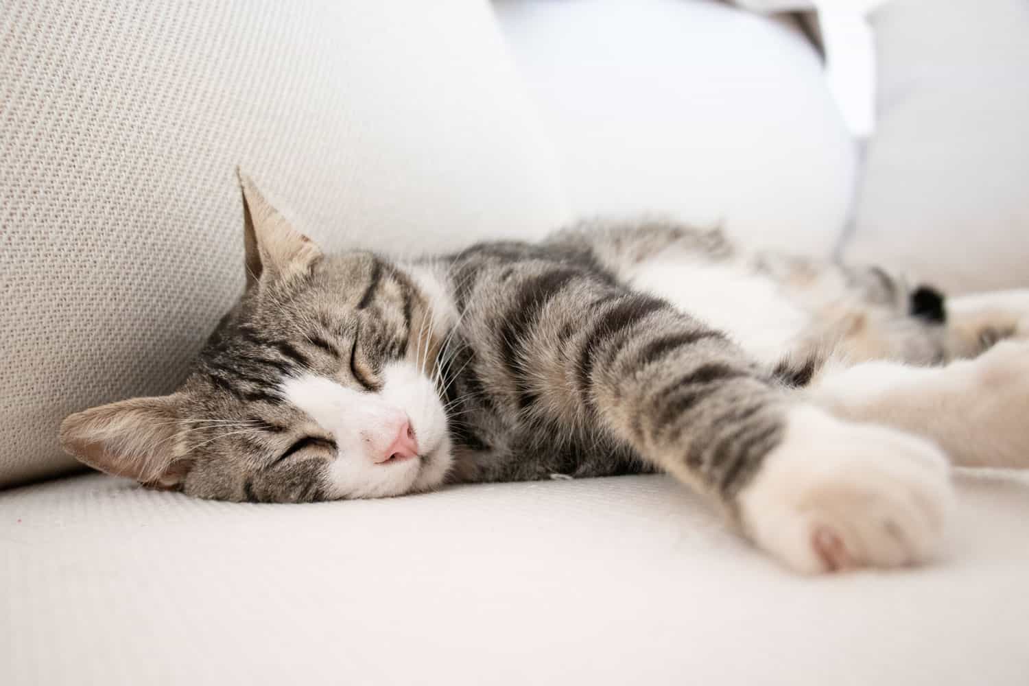 Tabby cat sleeping on the sofa - cats sleep so much