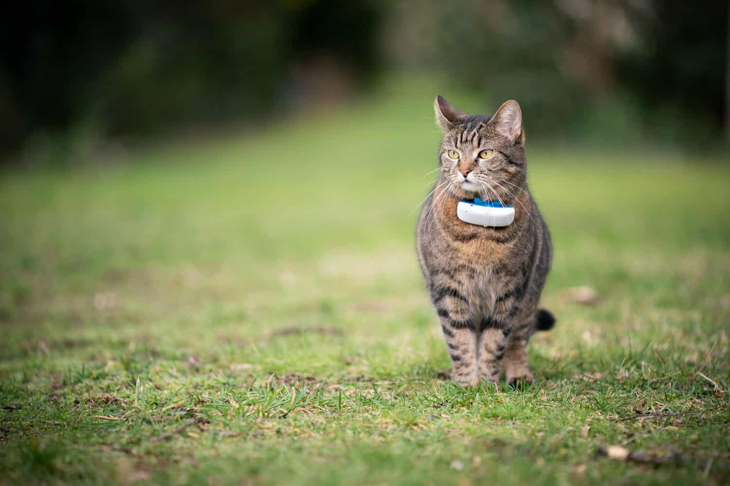 Tabby cat wearing cat tracker