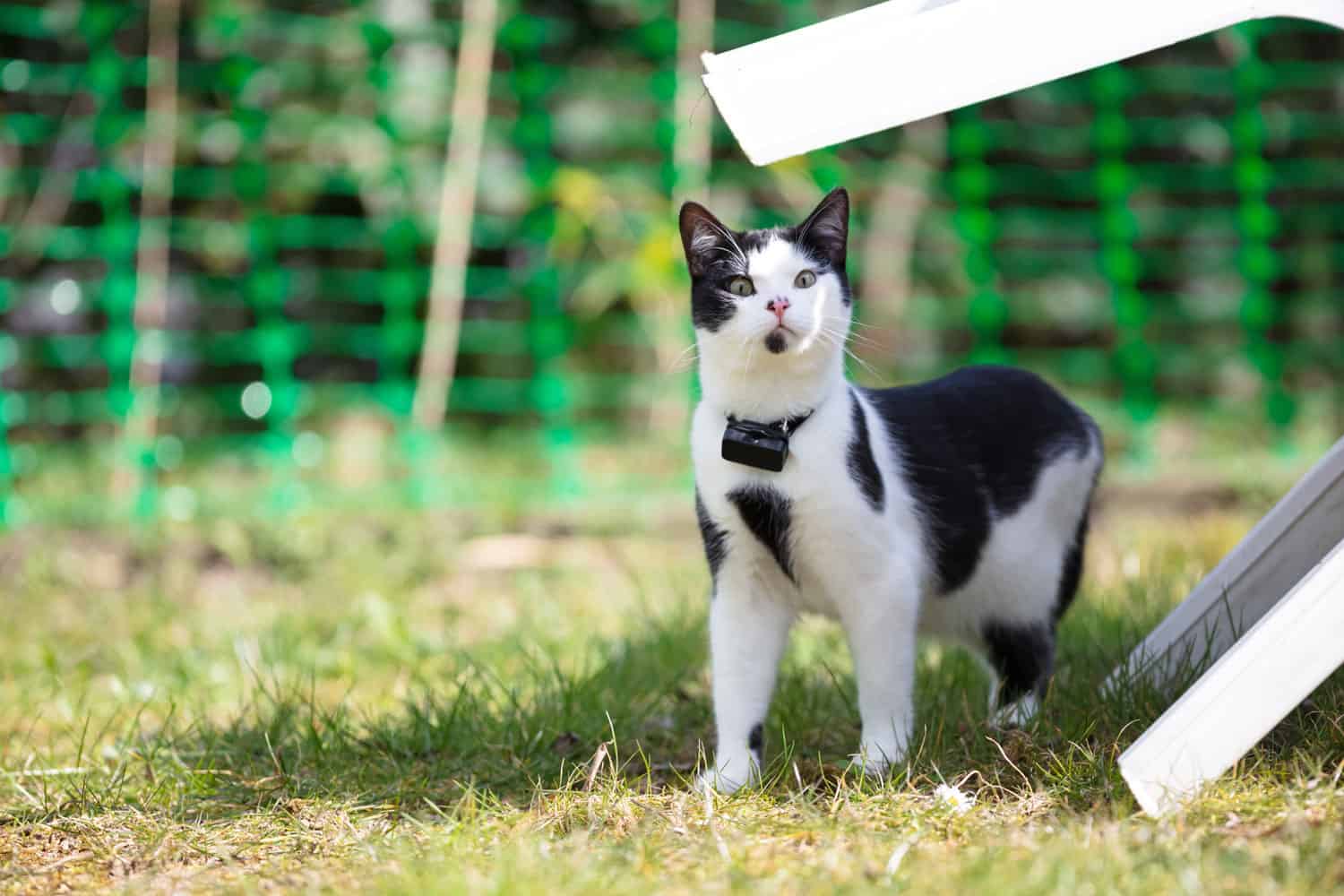 Tuxedo cat playing outside