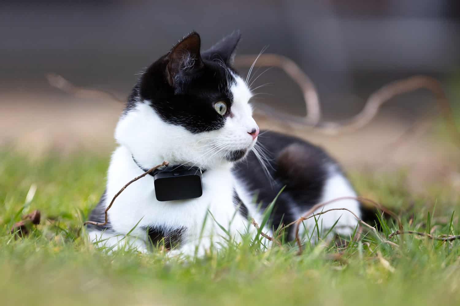 A cute tabby cat wearing a tracker