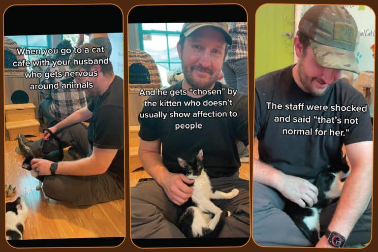 Unexpected Bonds At A Cat Cafe