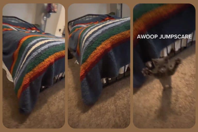The Viral TikTok Video of a Kitten's Adorable Jumpscare