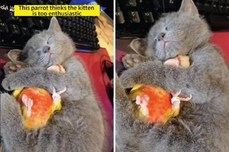 When Feathers Meet Fur: An Unlikely Friendship Between A Cat And Parrot
