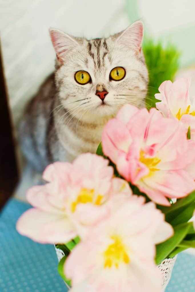 springtime tips to make your home cat friendly 