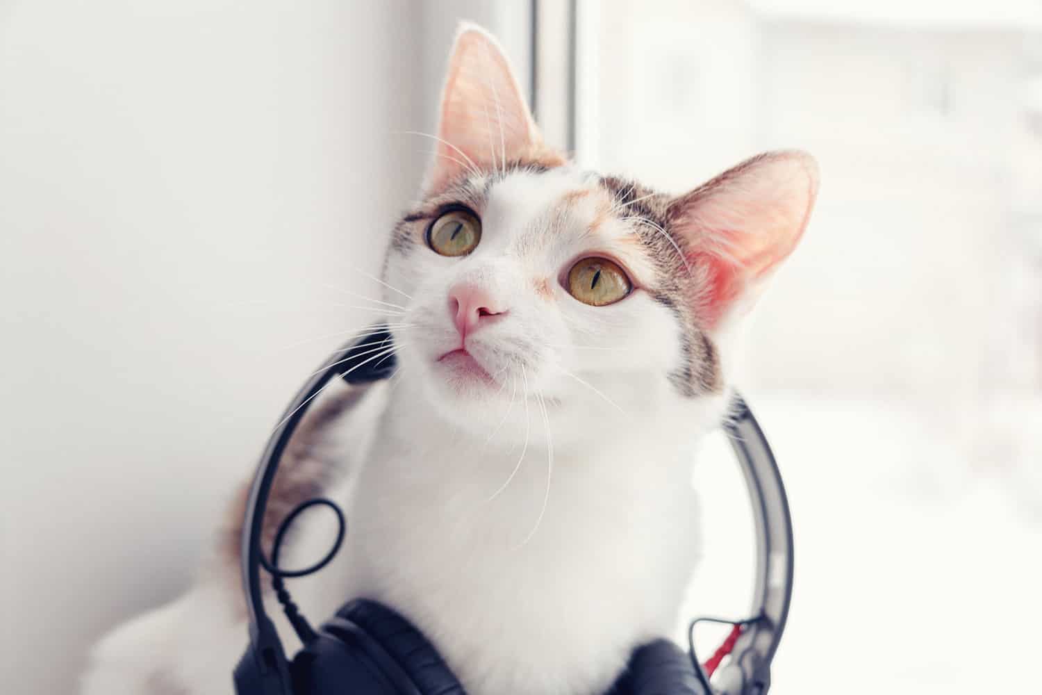 Cute cat listening to music