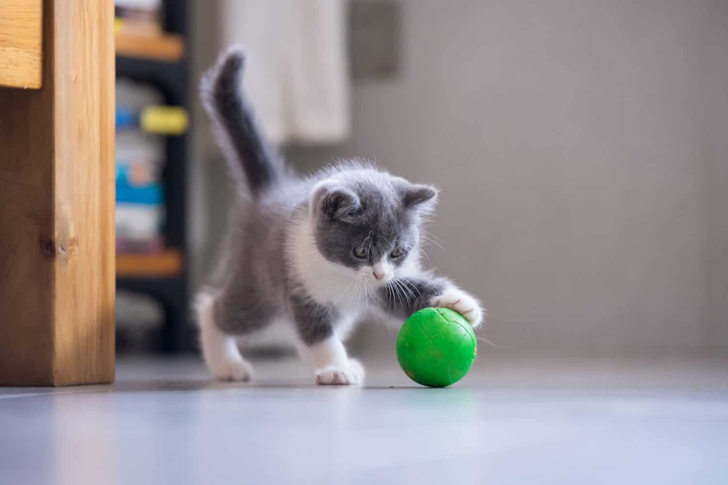 Gray cat playing with green ball in the living room
