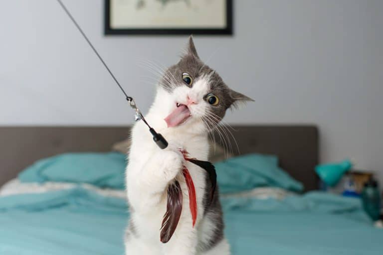 Cat playing with toy, The Best Cat Toys for Every Budget