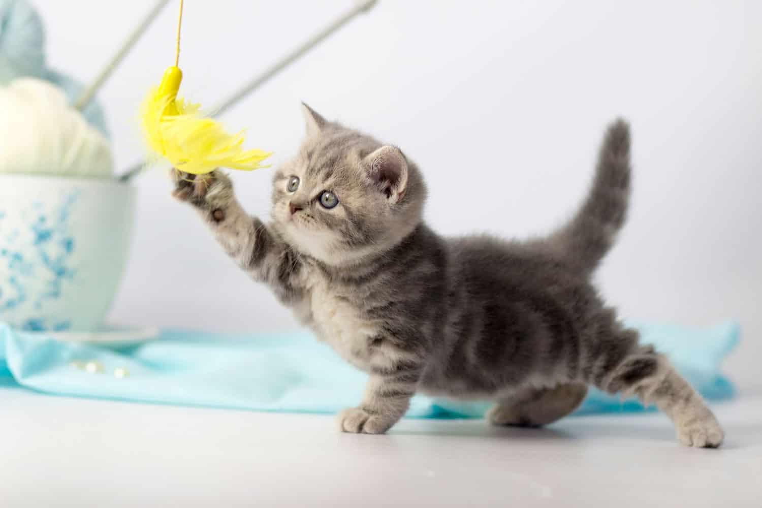 Kitten playing with yellow chasing toy