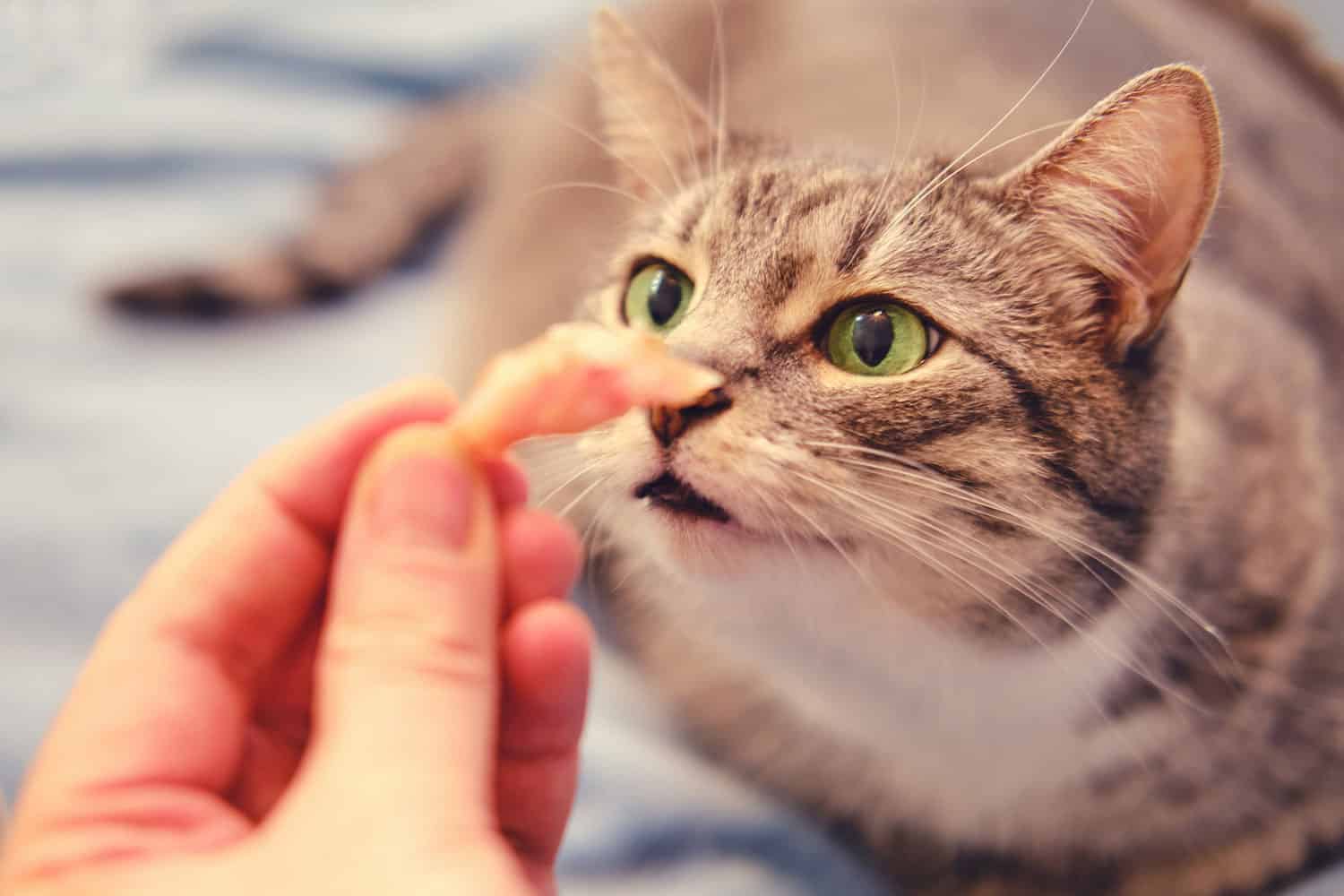 Giving cat chicken meat