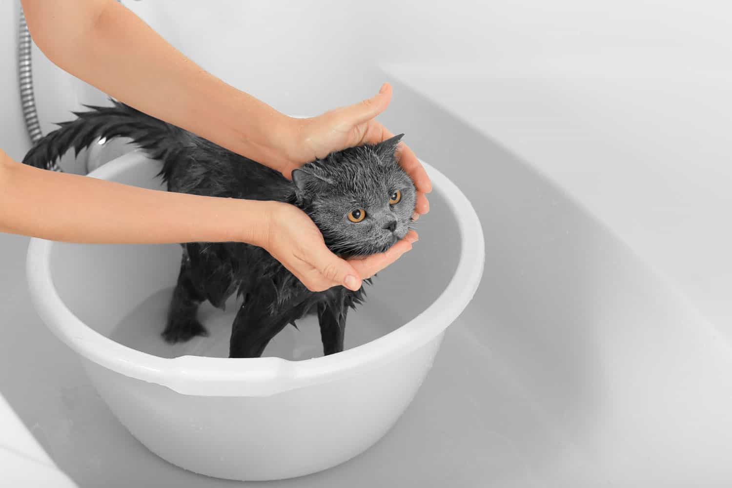 Hooman washing a cute black little kitten