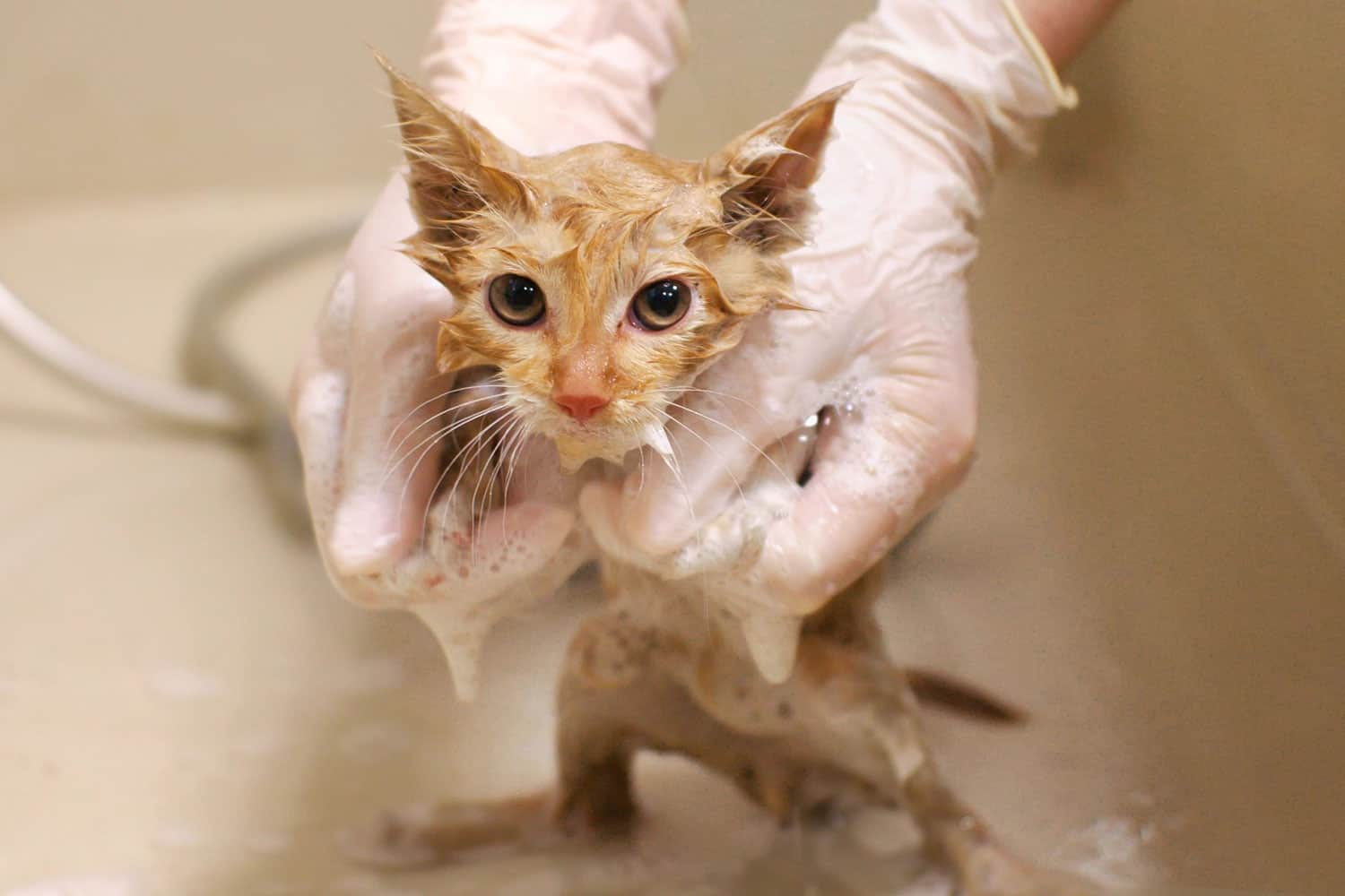 Bathing a little tabby cat