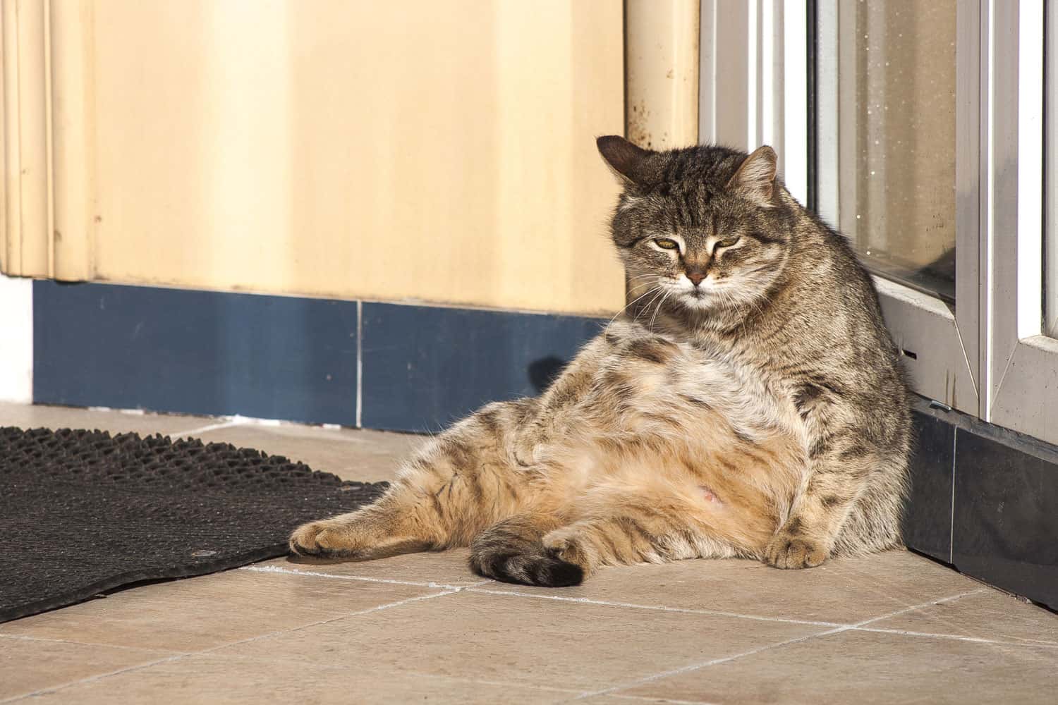 Fat and obese cat