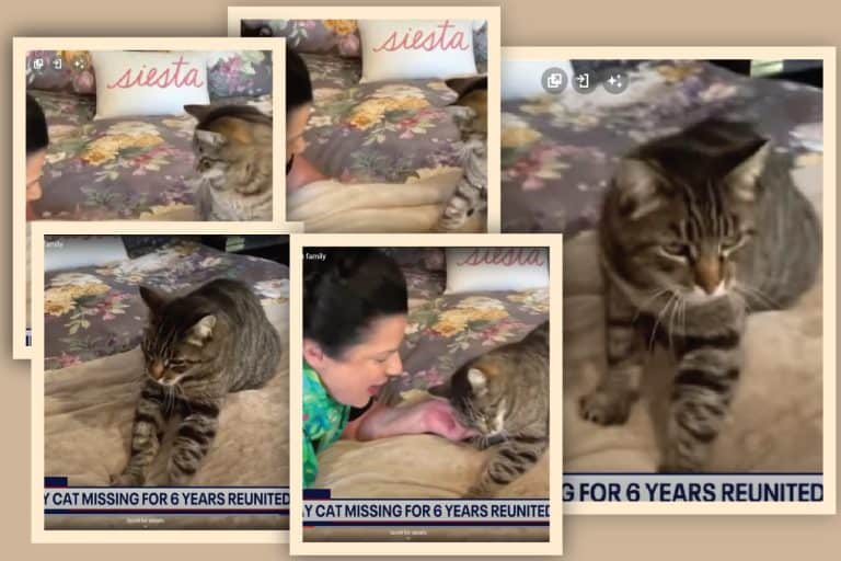 A Heartwarming Reunion: Ozzie the Cat Returns Home After Six Years