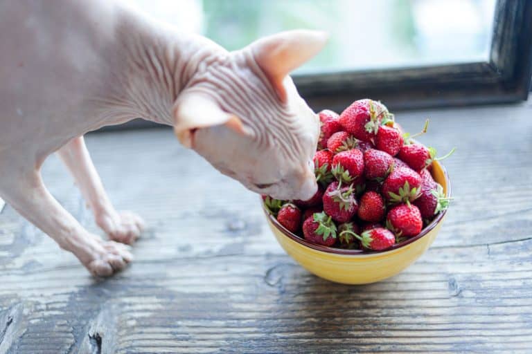 A Sphinx cat eating strawberries, Can Cats Have Strawberries? [Answered]