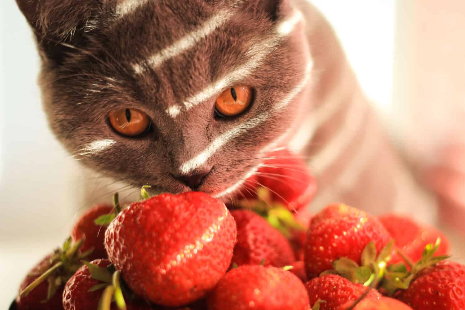 A-cat-sniffing-strawberries