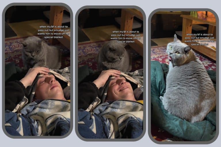Blanket Battles: Smudge The Cat Fights For Her Favorite Spot