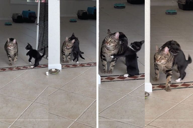 Cat Brothers Unleash Cuteness Overload on TikTok
