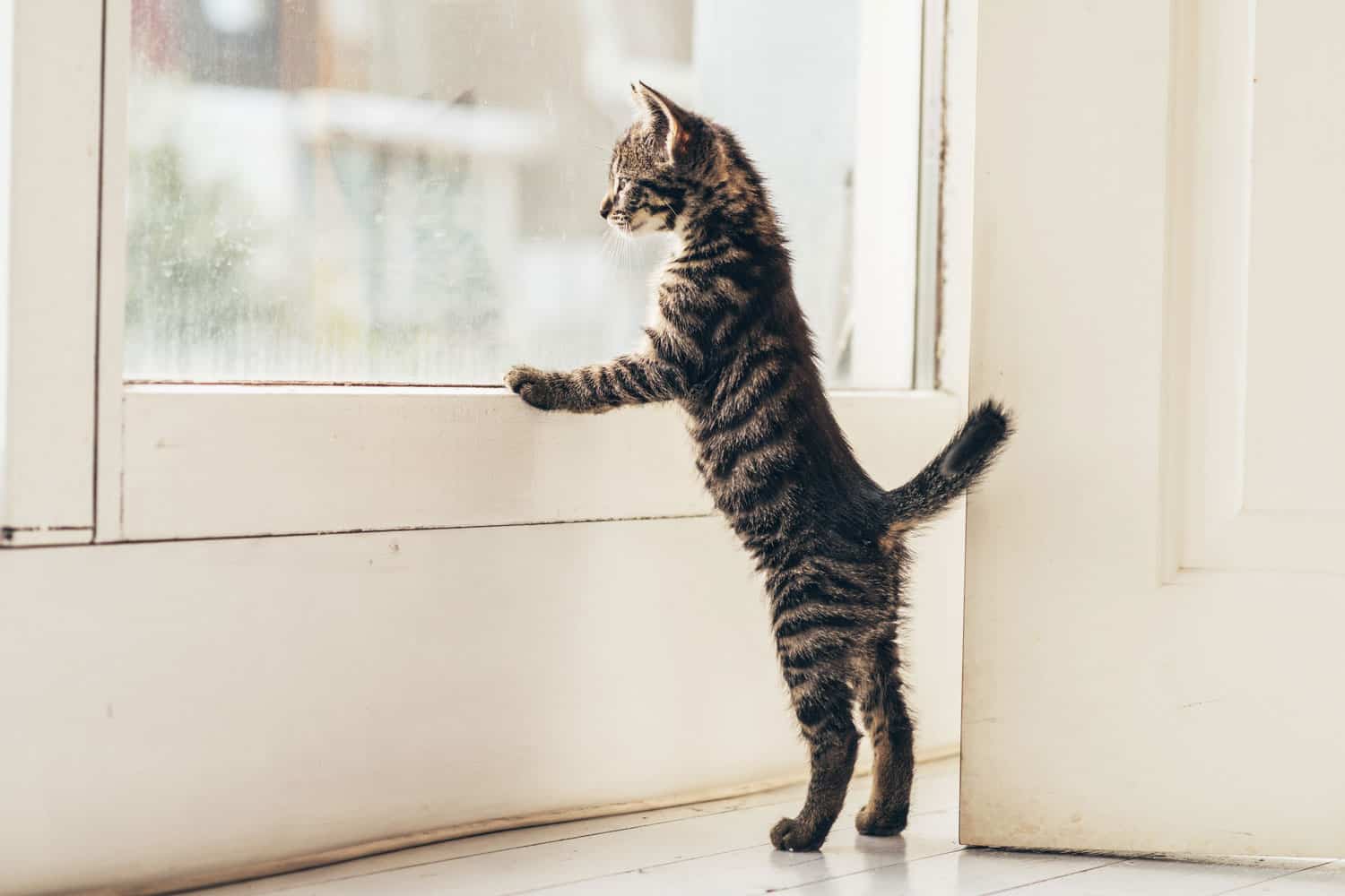 Kitten looking at window