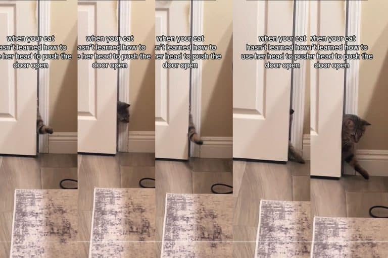 Cat's Triumph Over the Mysterious Door
