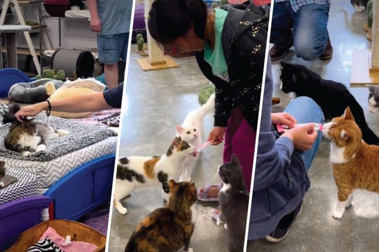 Furball Farm Cat Sanctuary Gives “Unadoptable” Cats a Second Chance