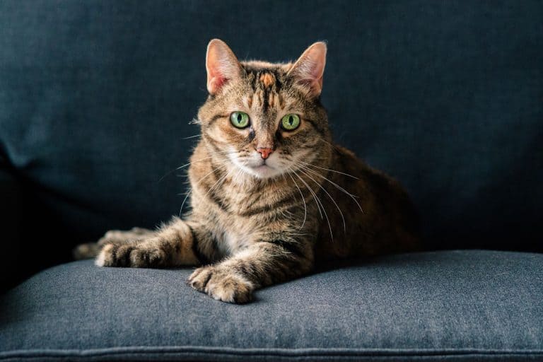 A polydactyl cat sitting on the sofa, Polydactyl Cats: Exploring the Marvel of Extra Toes