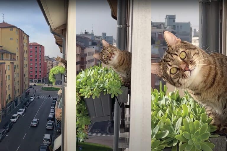 The Unblinking Tabby Cat Turns Balcony Surveillance Into Internet Comedy