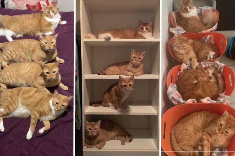 This Family of 4 Ginger Tabbies Is "Fur Real" Adorable