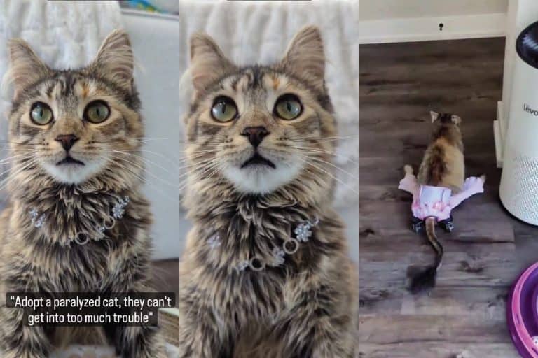 This Remarkable Cat Won't Let Paralysis Slow Her Down [Must-See]