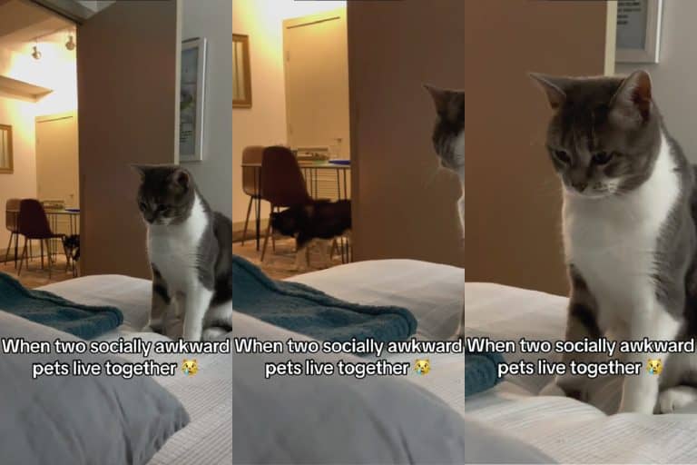 Dog's Respectful Departure From A Socially Awkward Cat Captured On Video