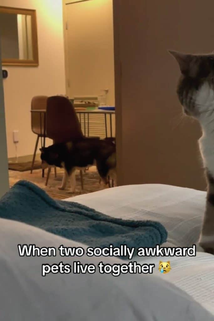 Socially awkward dog walking away from the room after seeing cat 