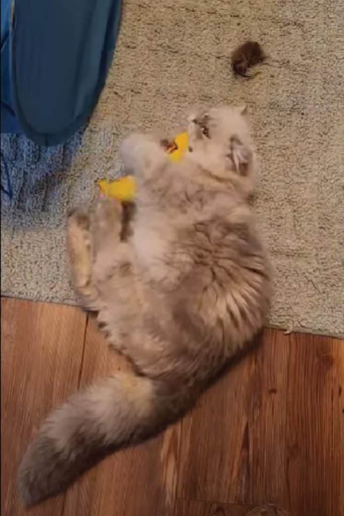 Bodie, The Lilac Lynx Persian Kitten playing with his toy banana