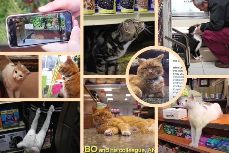 What's A "Bodega Cat?" A Non-New Yorker's Guide to These Iconic Working Kitties