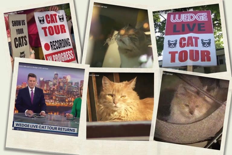 When Kitty Watching Turns into Community Bonding – The Wedge Live Cat Tour