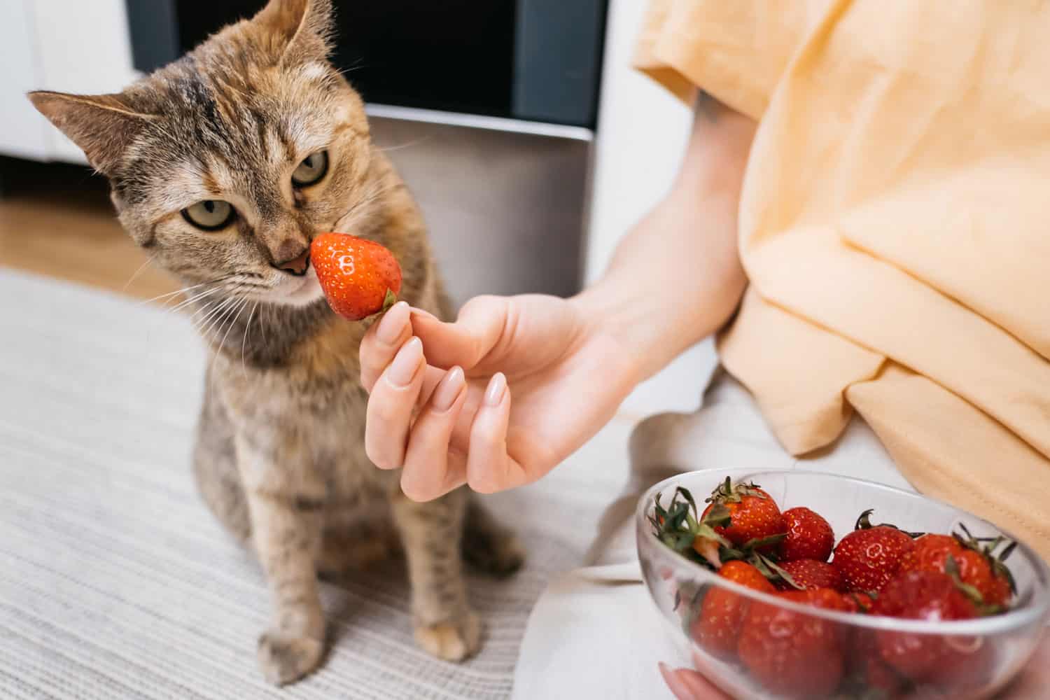 Woman giving cat strawberry