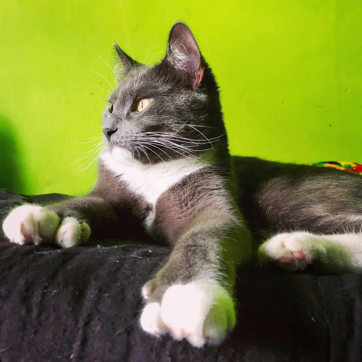 American Shorthair with polydactyl arms